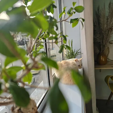 The House Of Cats 아파트 Oliveira do Douro (Vila Nova de Gaia)