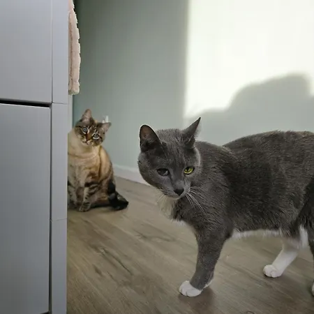 The House Of Cats 아파트 Oliveira do Douro (Vila Nova de Gaia)